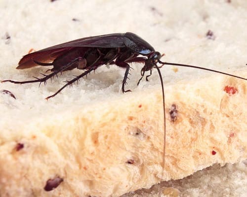 Keep a keen eye out for cockroaches as they may eat your food and spread germs. Call Armageddon Pest control if you spot these critters around your Canberra home.