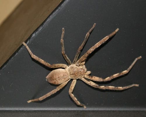 While non-toxic, the Huntsman Spider might not be a welcome guest in your Canberra home.