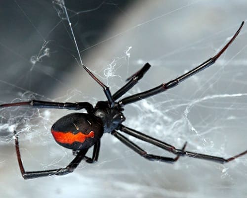 The Red-back Spider is a common sight in the Canberra region.
