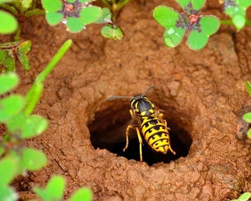 Paper Wasps can be a real issue around Canberra homes, call Armageddon Pest Control if you spot them nesting.