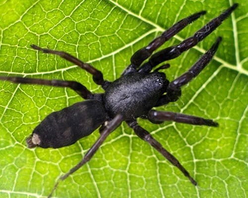 Australia is home to the White-Tail spider, a pesky critter we treat for.