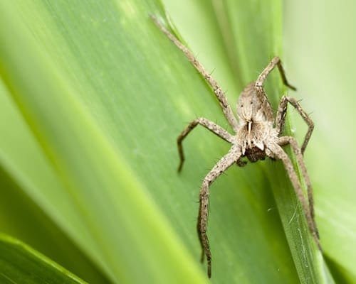 Wolf Spiders are poisonous critters found in and around the home.